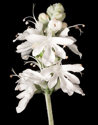 <i>Teucrium</i> Genus of flowering plants