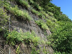 生育環境。日当たりの良い岩壁に生え、下垂している。