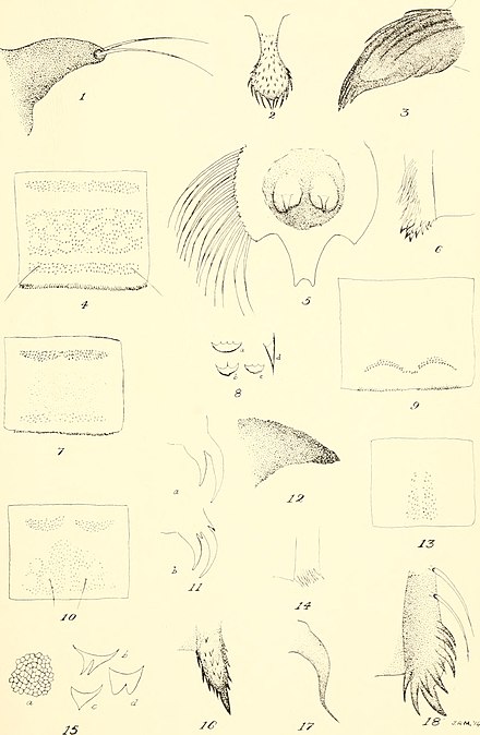 Image from The Chironomidae, or midges, of Illinois, with particular reference to the species occurring in the Illinois River (1915) by John Russell Malloch. The Chironomidae, or midges, of Illinois, with particular reference to the species occurring in the Illinois River (1915) (20421456498).jpg