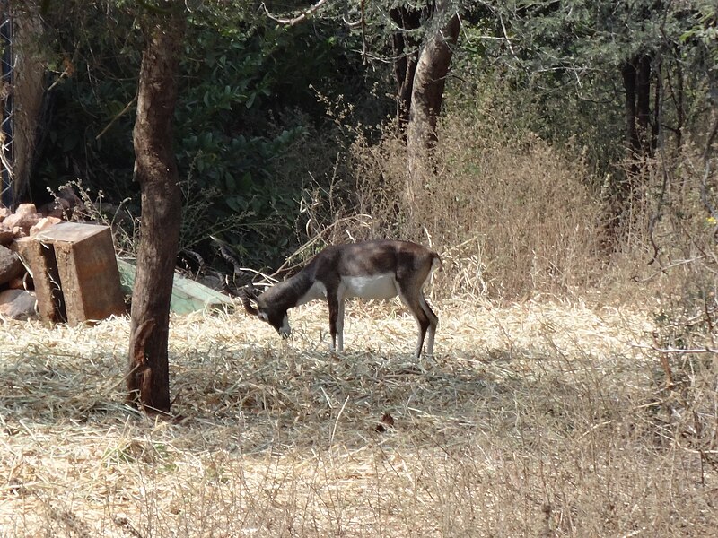 File:The majestic black buck 03.jpg