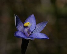 Thelymitra holmesii.jpg