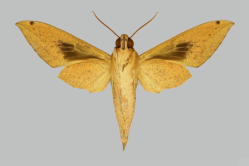 File:Theretra sumatrensis, male, underside. Indonesia, Sumatra, Korintji Valley.jpg