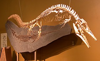 <i>Halisaurus</i> Extinct genus of lizards