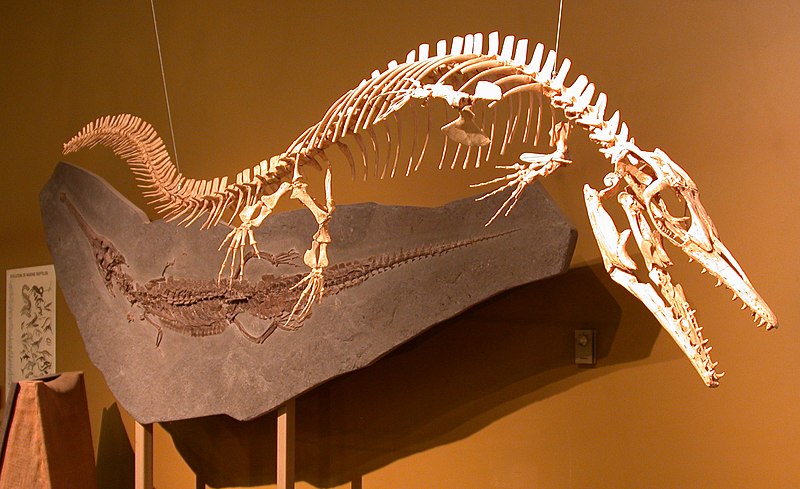 File:Thermopolis mosasaur.jpg