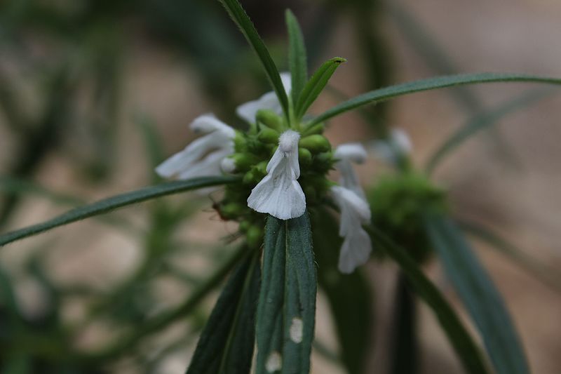 File:Thumpachedi and Thumpappoovu Leucas aspera 03.jpg