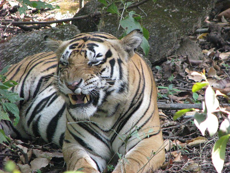 File:Tiger at rest.jpg