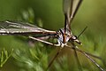 Galería de imaxes de moscas e mosquitos de Galicia