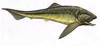 Miniatura para Dinichthyloidea