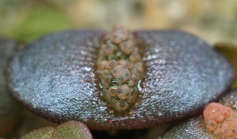 File:Titanopsis calcarea1.jpg