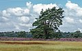 * Nomination Walk on the Tongeren Heide. Flowering heather with Pinus sylvestris. --Agnes Monkelbaan 04:22, 16 October 2021 (UTC) * Promotion  Support Good quality -- Johann Jaritz 04:48, 16 October 2021 (UTC)