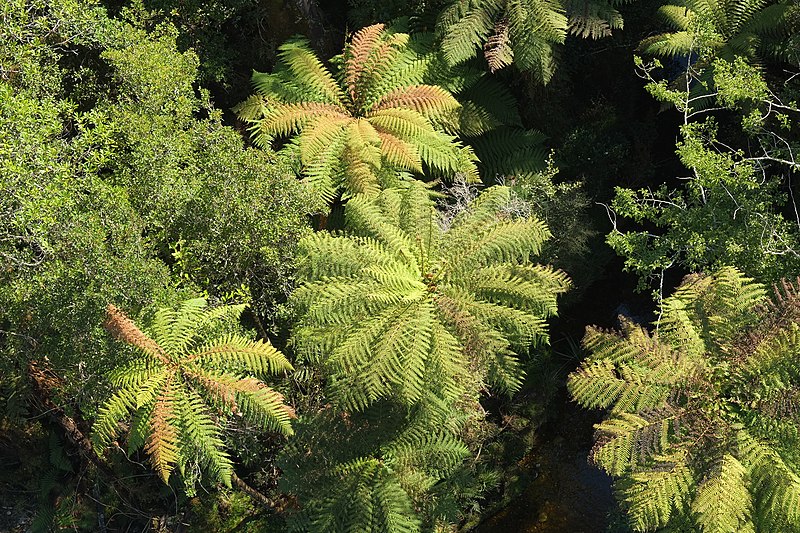 File:Tops of tree ferns from above (looking down from Treetop Walkway).jpg
