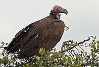 Lappet-Faced Vulture