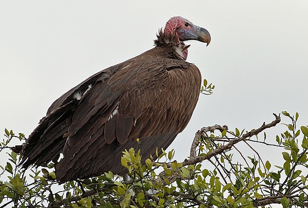 Perching in a tree in Masai Mara National Reserve, Kenya