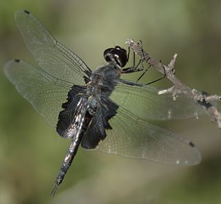 <span class="mw-page-title-main">Black saddlebags</span> Species of dragonfly