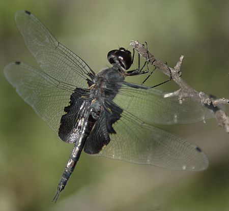 Tramea lacerata