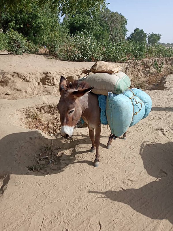 A Donkey used for transporting goods in Northern Cameroon
