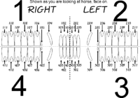 Foal Teeth Chart