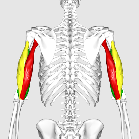 العضلة ثلاثية الرؤوس العضدية. عرض خلفي. تتكون العضلة من ثلاث حزم:   الرأس الطويل   الرأس الوحشي   الرأس الإنسى.
