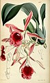 Trichopilia marginata (as syn. Trichopilia coccinea) plate 4857 in: Curtis's Bot. Magazine (Orchidaceae), vol. 81, (1855)
