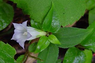 <i>Tripterospermum</i> Genus of flowering plants