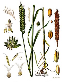 Triticum aestivum - Köhler–s Medizinal-Pflanzen-274.jpg