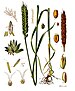 Triticum aestivum - Köhler–s Medizinal-Pflanzen-274.jpg