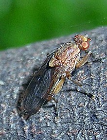 Mosca pequeña con ojos naranjas