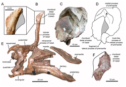 Tsintaosaurus nasal.png