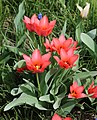 * Nomination Cultivated red tulips -- George Chernilevsky 17:10, 10 April 2016 (UTC) * Promotion Good quality. --A.Savin 16:14, 11 April 2016 (UTC)