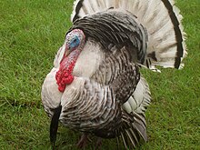 Male domestic turkey sexually displaying by showing the snood hanging over the beak, the caruncles hanging from the throat, and the 'beard' of small, black, stiff feathers on the chest Turkeybird.JPG
