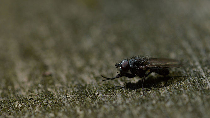 Fly (Diptera)