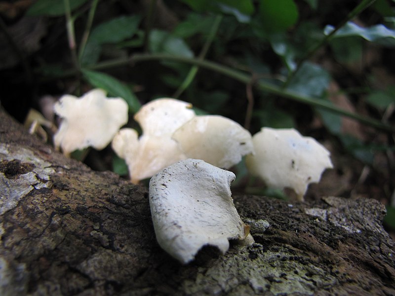 File:Unidentified fungi 6315.jpg