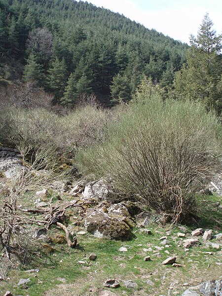 File:Vegetación del Guadarrama.JPG