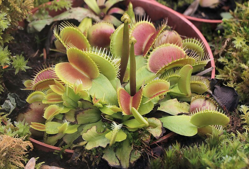 File:Venus Flytrap Dionaea muscipula 1060.jpg