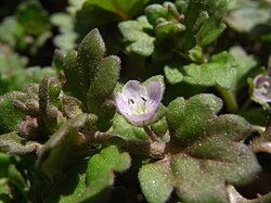 Veronica didyma var. 
 lilacina 4. 
 JPG