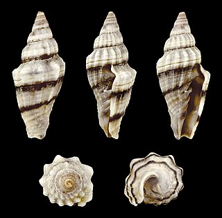 <i>Vexillum plicarium</i> Species of gastropod