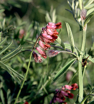 <i>Vicia benghalensis</i> Species of legume