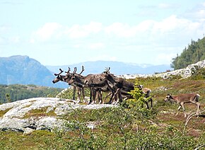 Beskrivelse av dette bildet, også kommentert nedenfor