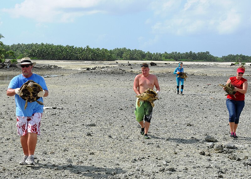 File:Volunteers help carry turtles for tagging at Turtle Cove, Diego Garcia - 121017-N-XY761-055 (8103024301).jpg