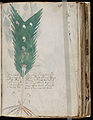 Voynich Manuscript (75).jpg