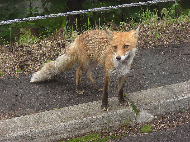 File:Vulpes vulpes schrencki 01.jpg