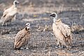 * Nomination Hooded vulture (left, Necrosyrtes monachus) and white-backed vultures (right, Gyps africanus) at zebra kill, Upper Lupande GMA, Zambia --Tagooty 00:23, 1 August 2023 (UTC) * Promotion  Support Good quality. --Jakubhal 03:56, 1 August 2023 (UTC)