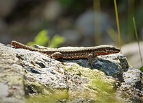 Murówka zwyczajna na terenie Parku