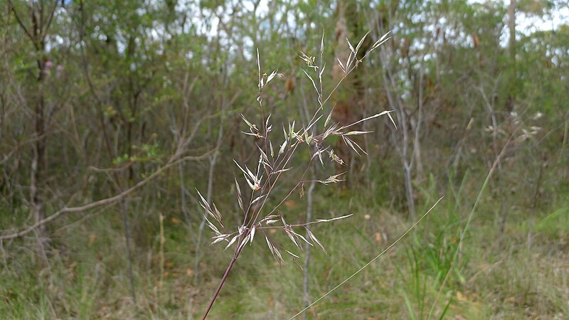 File:Wallaby inflorescence (11149264845).jpg