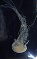 English: Invertebrates in Smithsonian National Zoological Park: Chrysaora quinquecirrha Sea nettle