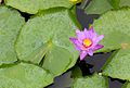 * Nomination Water lily. By User:NirjharBasak280 --RockyMasum 16:16, 19 December 2022 (UTC) * Promotion Good quality. The focus is clearly on the blossom. --Kritzolina 09:27, 24 December 2022 (UTC)