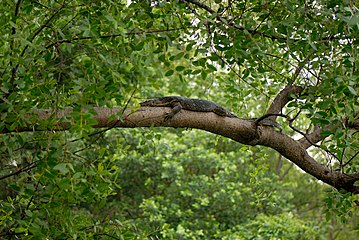 Beristirahat di cabang pohon
