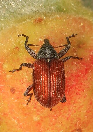 <i>Anthonomus haematopus</i> Species of beetle