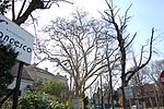 2 plane trees (Platanus x hybrida)