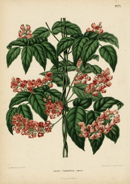 File:WitteHeinrichFlora1868-071-Apios americana.png